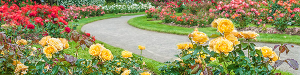 international rose gardens