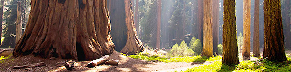 Parc-national-de-sequoia