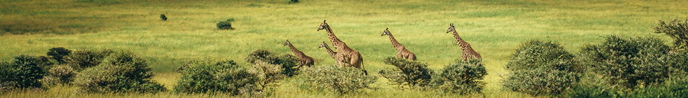 Parc-de-serengeti