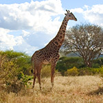 Parc National du Mont Kenya