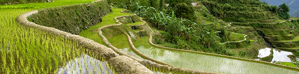 rizieres en terrasses de banaue