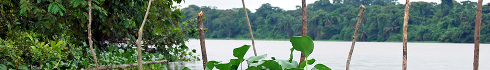 Bannière cote-d-ivoire